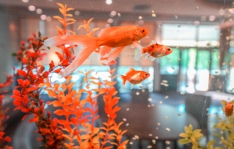 Calimera Ralitsa Superior