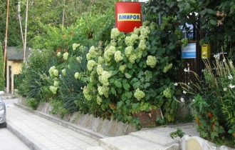 Amirov