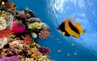 Египет Египет