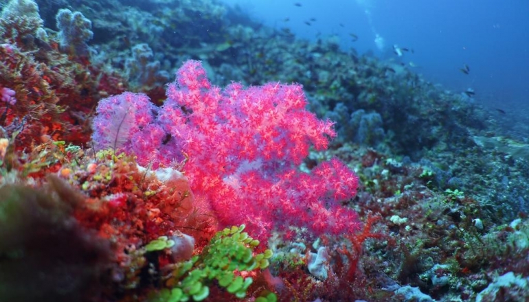 Malahini Kuda Bandos 4 Malahini Kuda Bandos 4