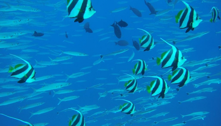 Malahini Kuda Bandos 4 Malahini Kuda Bandos 4