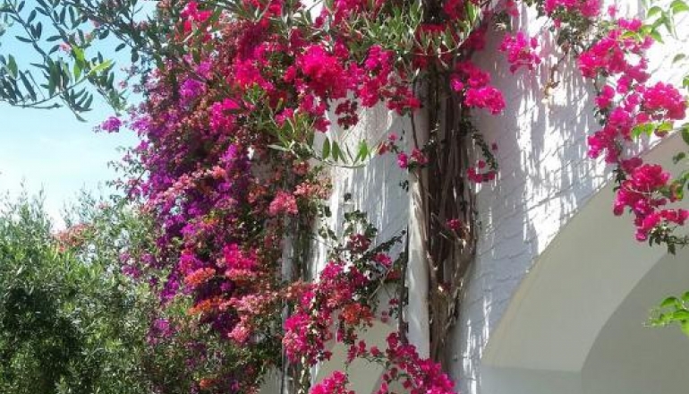 Dessole Le Hammamet Resort 4* Dessole Le Hammamet Resort 4*