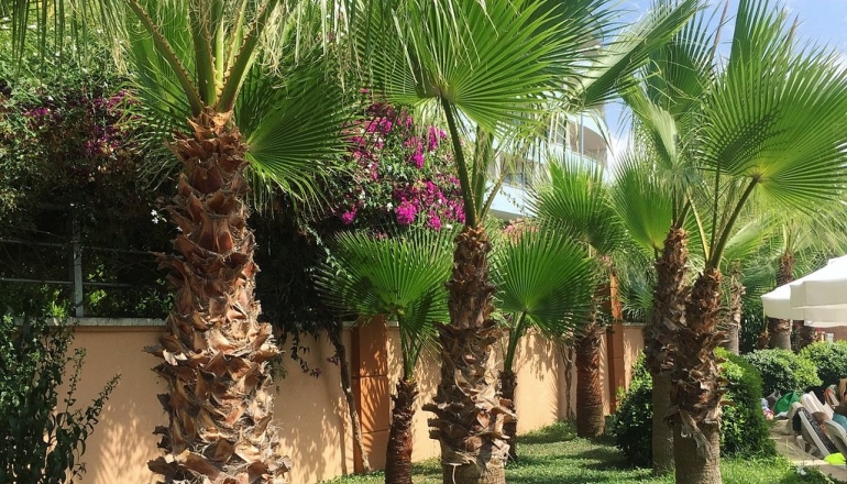 Dizalya Palm Garden Hotel